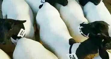 如何加工牛羊飼料？